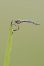 Striped slender robber fly (Leptogaster cylindrica) with dewdrops, North Rhine-Westphalia, Germany,