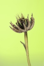 Cretaceous ragwort (Hedypnois rhagadioloides, Hedypnois cretica), fruit stand, Camargue, Provence,