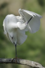 Little Egret (Egretta garzetta) grooming its feathers, Camargue, Provence, southern France