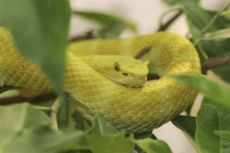 Griffin-tailed lance adder or eyelash pit viper (Bothriechis schlegelii), captive, occurring in