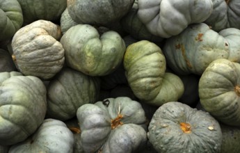 Triamble pumpkin, pumpkins, sales stand, Ludwigsburg, Baden-Württemberg, Germany, Europe