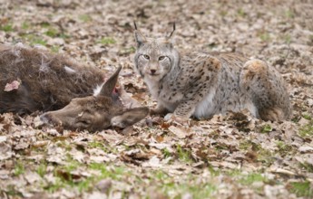 Lynx (Lynx lynx) with prey red deer (Cervus elaphus), Germany, Europe