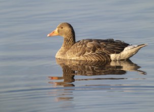 Greylag goose (Anser anser) swimming on a pond, in the warm morning light, Lower Saxony, Germany,