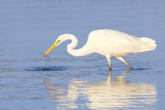 Great Egret (Ardea alba) foraging in the water, with Nilsson's pipefish, Syngnathus rostellatus as