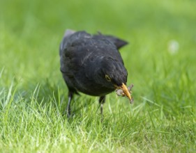 Blackbird (Turdus merula), male foraging on a lawn, many insects in his beak, Lower Saxony,