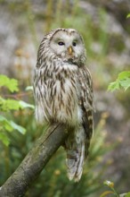 Ural owl (Strix uralensis), sitting on a branch with a natural background and observing its