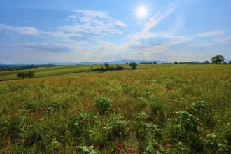 Sunny summer landscape with blooming meadow and wide horizon under blue sky, Valensole,