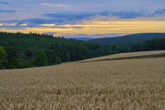 A wheat field (Triticum), in the foreground, surrounded by forest under an evening sky with clouds