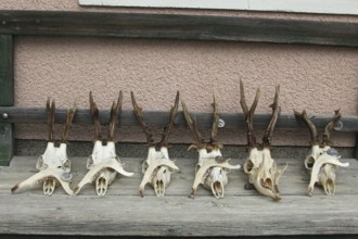 European roe deer (Capreolus capreolus) Roebuck trophy processing, finished antlers laid out to