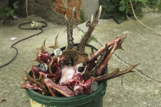 European roe deer (Capreolus capreolus) Roebuck trophies in front of processing, Lower Austria,