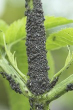 Black elderberry aphids (Aphis sambuci) colony on elderberry stems (Sambucus) Allgäu, Bavaria,