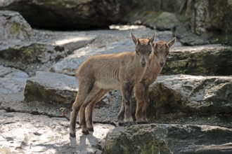 Ibex (Capra ibex), young animal, captive