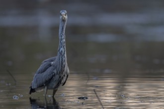 Grey heron, (Ardea cinerea), standing in the water of a fish pond and looking directly into the