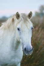 Close-up of a white Camargue horse with a long mane on a green meadow in a quiet atmosphere,