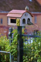 Cute bird house with house sparrows (Passer domesticus), Bergen, Vestland, Norway, Europe