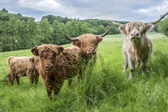 Highland cattle, Highland Cattle or Kyloe (Bos primigenius f. taurus), shaggy coat covers eyes,