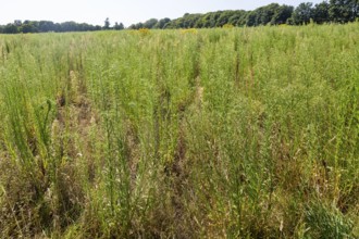 Martlesham Wilds, Suffolk Wildlife Trust farmland re-wilding project, near Woodbridge, Suffolk,