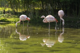 Flamingos (Phoenicopteridae) standing in a pond, reflection, Captive, North Rhine-Westphalia,