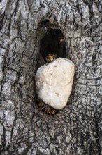 Hornets (Vespa crabro) at the nest entrance in an olive tree, Sicily, Italy, Europe