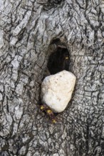 Hornets (Vespa crabro) at the nest entrance in an olive tree, Sicily, Italy, Europe