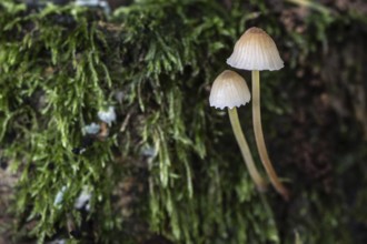 Helminths (Mycena), Emsland, Lower Saxony, Germany, Europe