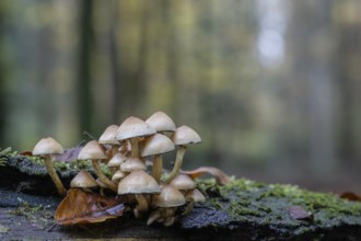 Sulphur tuft (Hypholoma fasciculare), Emsland, Lower Saxony, Germany, Europe