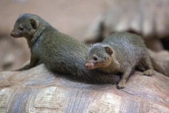 Dwarf mongoose (Helogale), sitting on turtle, captive, Germany, Europe