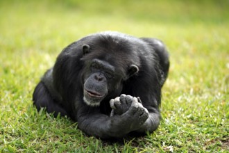 Chimpanzee (Pan troglodytes), adult, female, resting, lying, relaxed