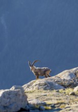 Alpine ibex (Capra ibex), adult male, in the morning light, Mont Blanc massif, Chamonix, France,