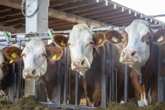 Dairy cows (Simmental Fleckvieh) in a dairy farmer's barn