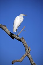 Great Egret (Casmerodius albus), tree, resting, Pantanal, Brazil, South America