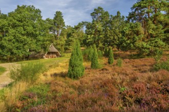 Heath landscape with sheepfold, Bispingen, Lüneburg Heath, Lower Saxony, Germany, Europe