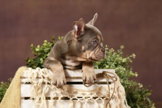 Isabella tan French Bulldog puppy in box with boho decor in front of brown background