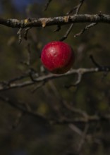 Apple, red, hanging on a branch, autumn, Strümpfelbach, Weinstadt, Baden-Württemberg, Germany,