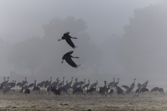 Two cranes flying synchronised over a foggy, quiet meadow, Crane (Grus grus) wildlife, Western