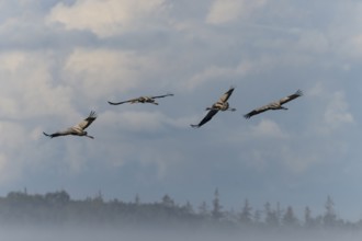 Four birds soaring high in the sky with soft clouds in the background, crane (Grus grus) wildlife,