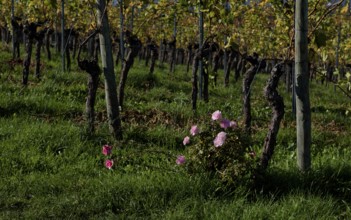 Roses, rosebush as an early warning system for mildew infestation, vineyard, vines, grapevines,