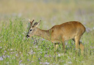 Roe deer (Capreolus capreolus), roebuck standing in a colourful spring meadow with clover