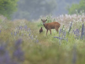 Roe deer (Capreolus capreolus), roebuck standing on a field path and looking attentively, out of