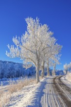 Frosty trees by a road up a hill a cold snowy winter day in the countryside with a clear blue sky,