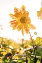 Yellow-orange flower in sunlight with blurred background and bokeh, Gechingen, Black Forest,