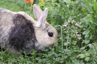 Rabbit (Oryctolagus cuniculus), portrait, flowers, outdoors, Easter, The cute rabbit eats grass in