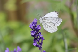 Rape white butterfly (Pieris napi), collecting nectar from a flower of Common lavender (Lavandula