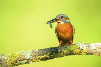 Common kingfisher (Alcedo atthis) with preyed fish sitting on a branch with autumncolours, wildife,