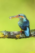 Common kingfisher (Alcedo atthis) with preyed fish sitting on a branch with autumncolours, wildife,