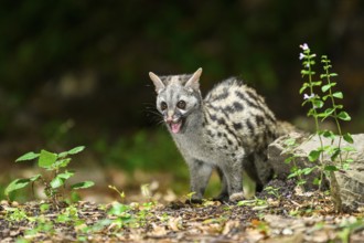 Common genet (Genetta genetta), wildlife in a forest, Montseny National Park, Catalonia, Spain,