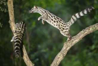 Common genet (Genetta genetta), jumping on a tree while climbing, wildlife in a forest, Montseny