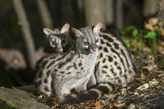 Two Common genets (Genetta genetta), cuddling wildlife in a forest, Montseny National Park,