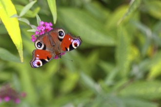 Peacock butterfly (Inachis io) sucking nectar on butterfly bush (Buddleja davidii), in a natural