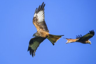 Red Kite, Milvus milvus, bird in flight